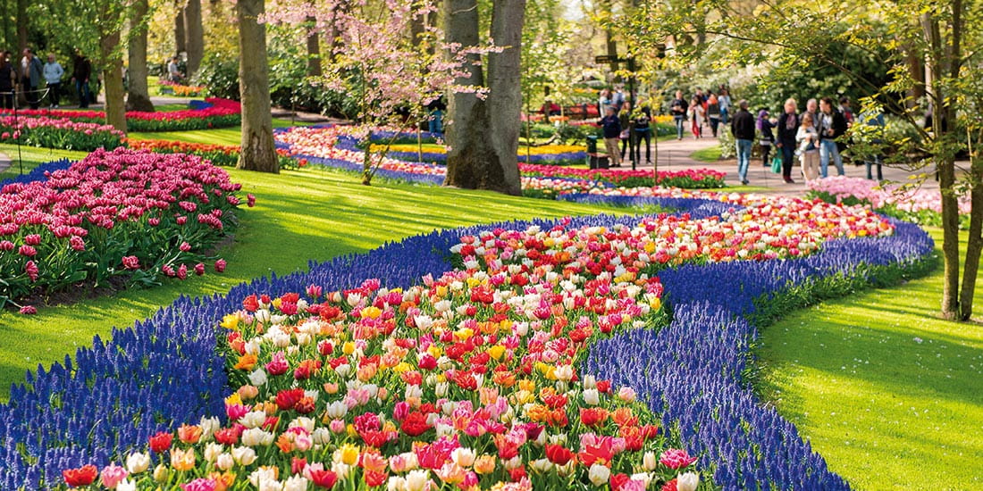 A myriad of beautiful flowers in the Keukenhof Gardens, in the Netherlands